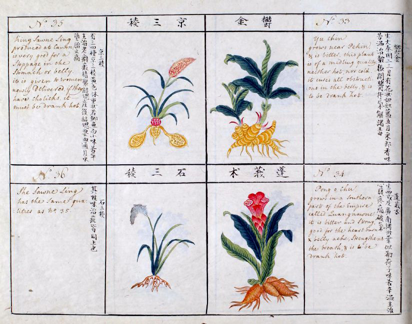 1800年左右西人依照李时珍《本草纲目》绘制的中国植物、昆虫图策