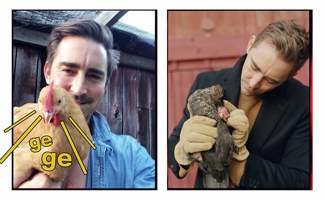 这不,荷兰弟就因为没有鸡蛋,抢了三只鸡回家,成为养鸡大户.