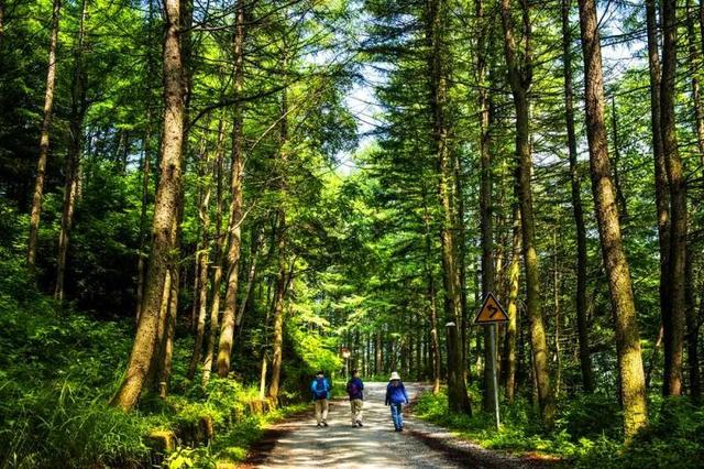 原始森林古木盘根,遮天蔽龙浴湾鸡角山万亩落叶