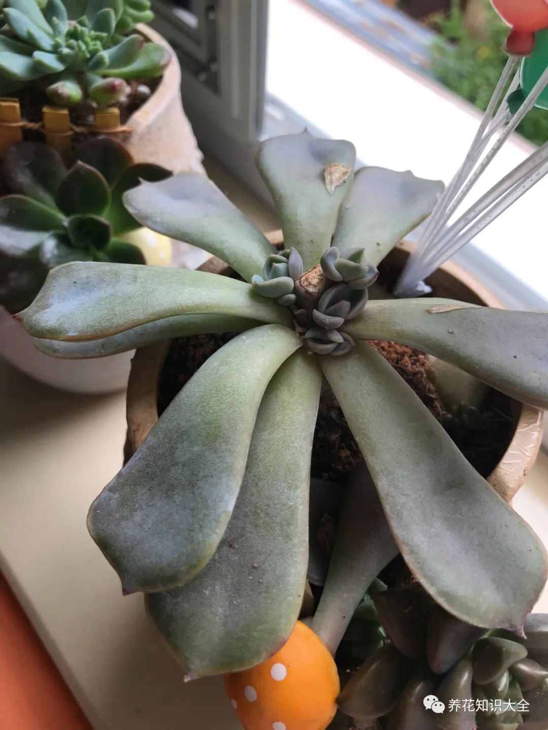 给多肉"砍头",虽听着吓人,但实际上更容易让它爆盆