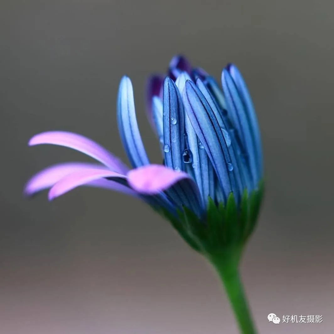 花卉摄影作品-2__凤凰网