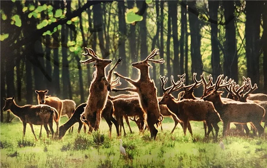 两千多年的盐业发展史 成为盐城生生不息的文明进化史 大丰中华麋鹿园