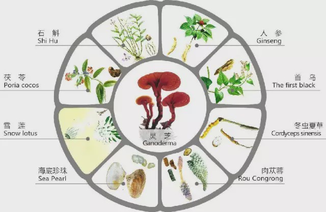 灵芝中:灵芝多糖,灵芝三萜,灵芝腺苷,灵芝酸各自作用