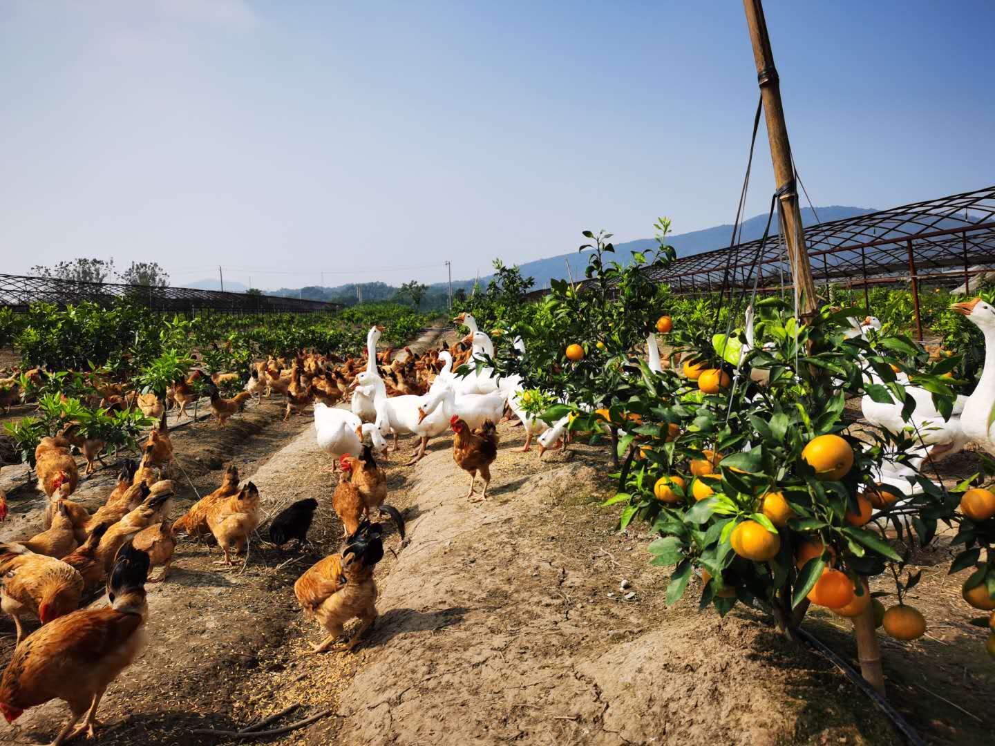 攻略|九江秋季采摘好去处,望夫山下"红美人"果冻橙正飘香!