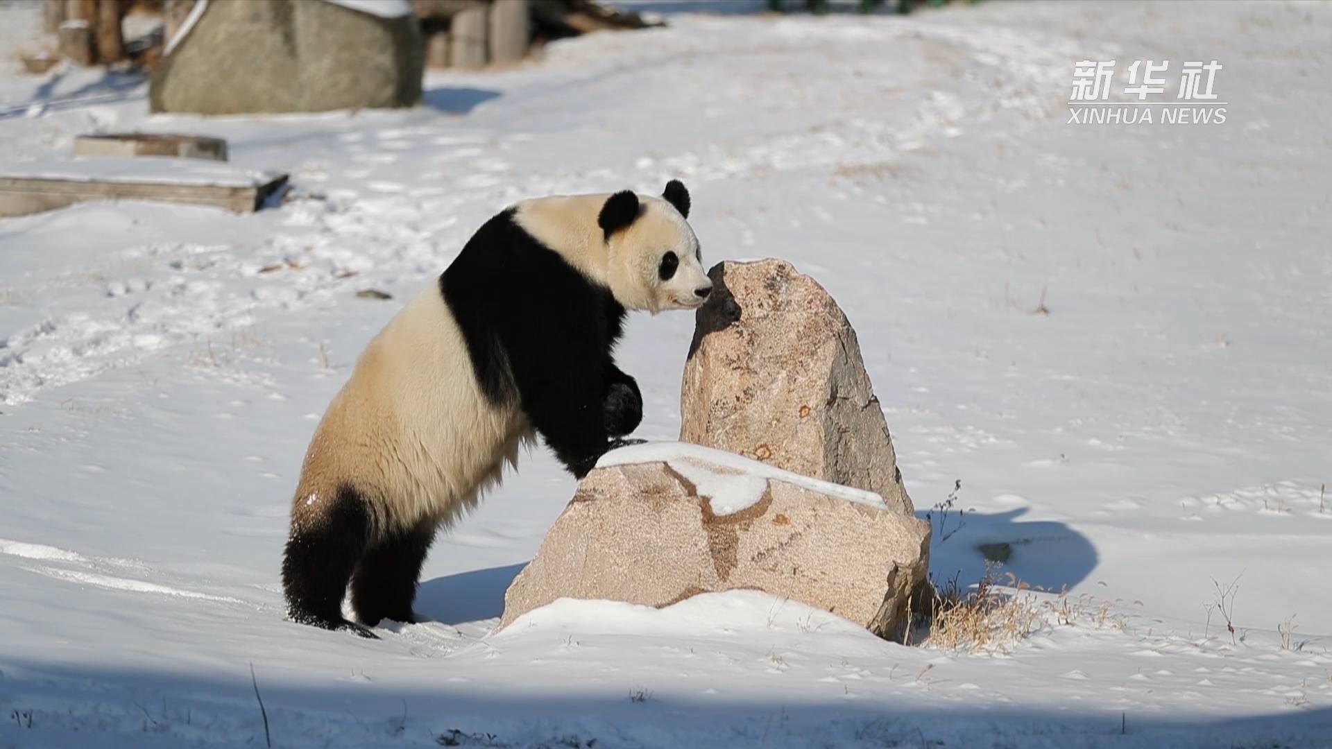 小熊猫图片雪地图片