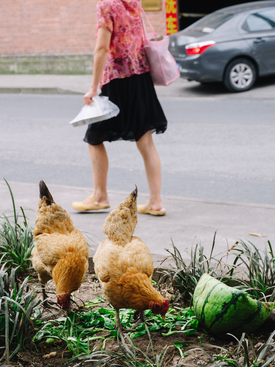 国际时尚中心外头,两只鸡在吃青菜叶。