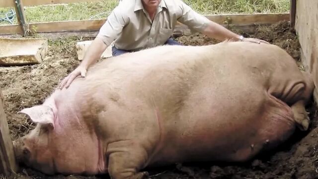 3,世界上最大的猪