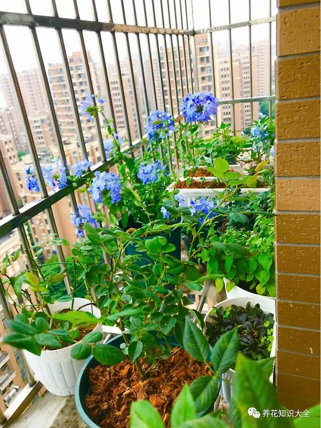 她在防盗窗上养花盆盆开到爆一年四季有花赏