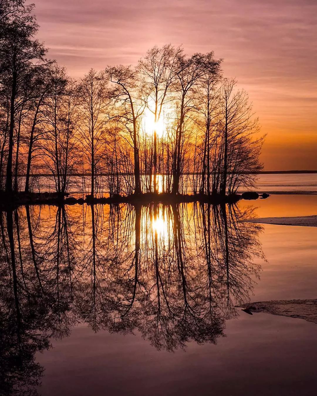 树影·树景,美到心醉