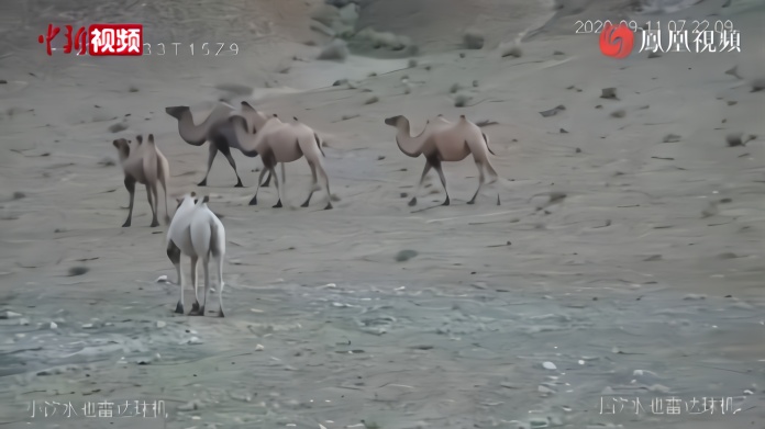 甘肃安南坝野骆驼国家级自然保护区现首例“白化”野骆驼