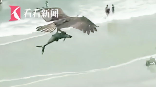 #大鸟抓着一条鱼飞过# 网友：翼手龙抓鲨鱼？
