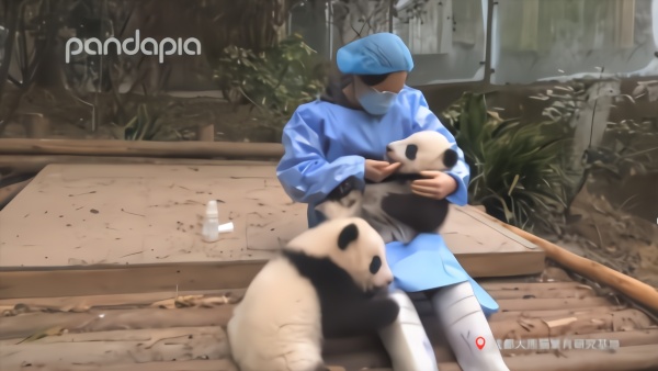 大熊猫双胞胎 “顺顺”“溜溜”病亡