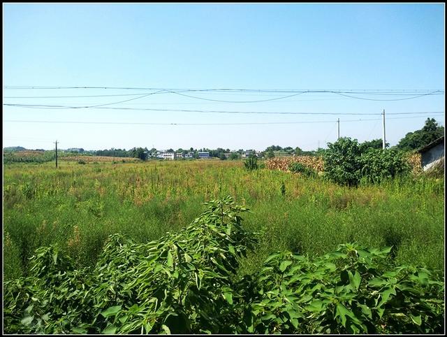成都金堂县赵家镇45亩优质水田出租可种菜可养鱼虾
