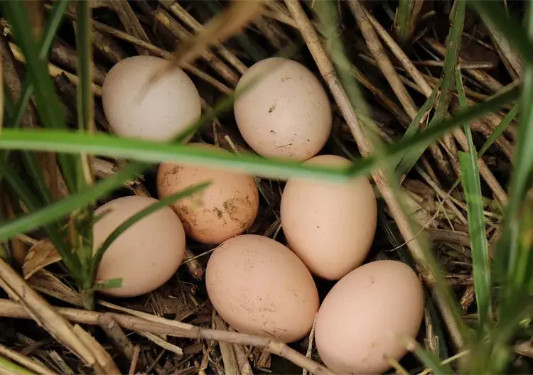 藏式养生之藏鸡蛋文化,7天产1枚,蛋中人参