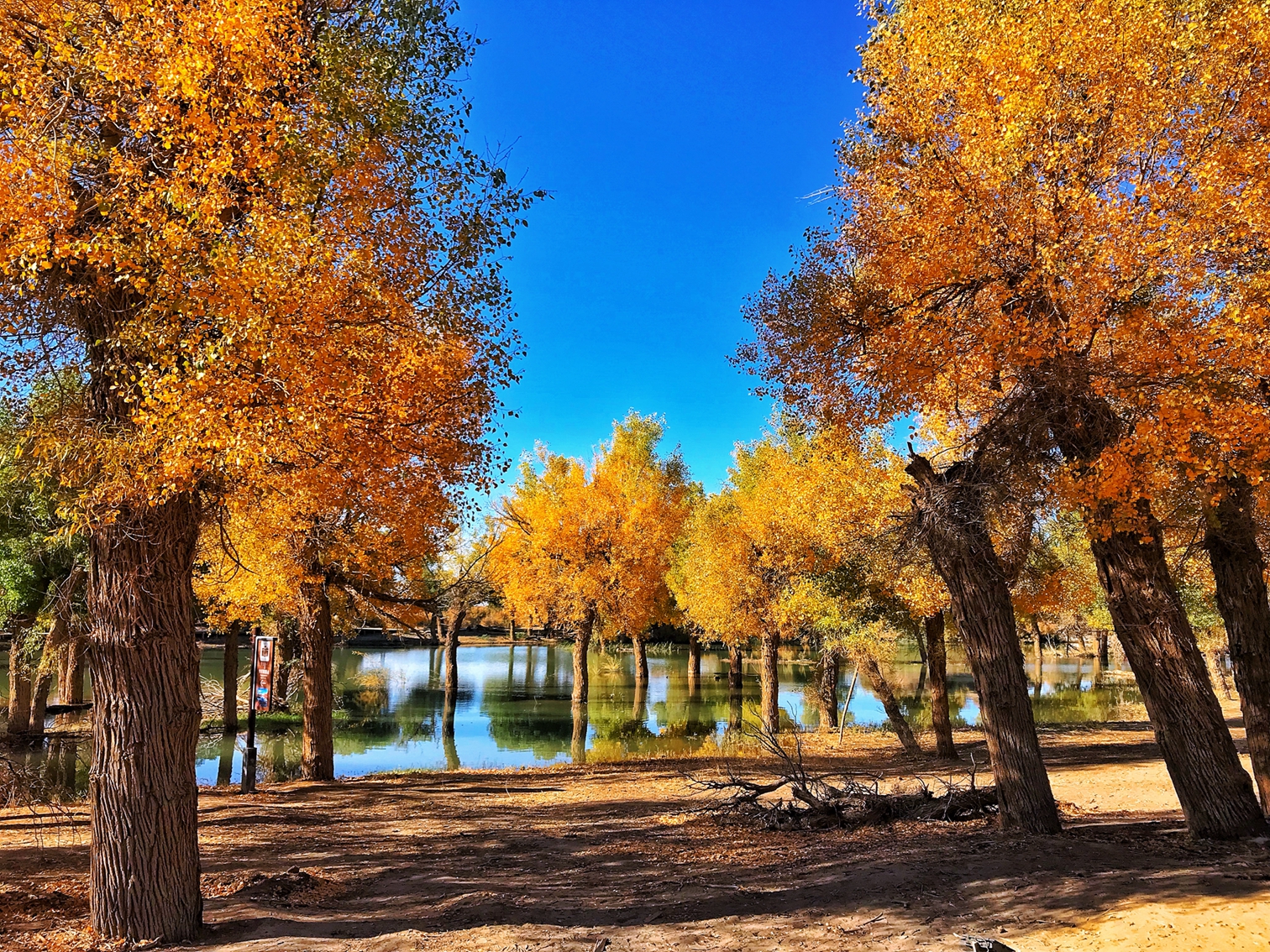 邂逅额济纳大漠胡杨林,迷醉在梦幻金色世界里!
