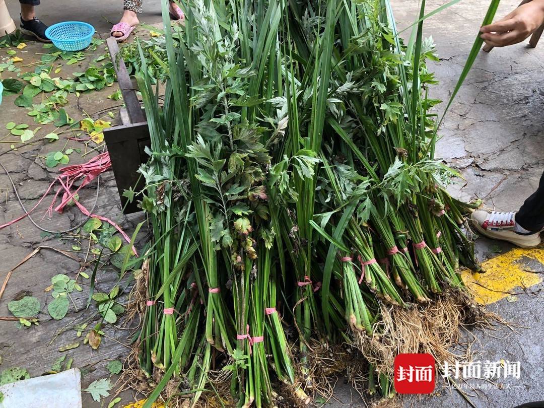 端午将至这里的陈艾菖蒲提前开售02两元一把很抢手