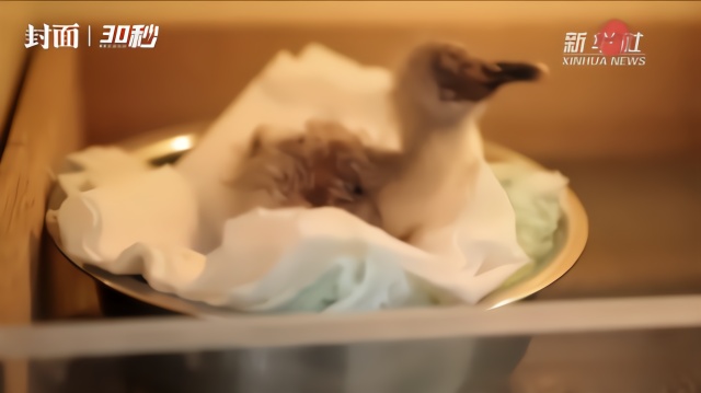 30秒丨陕西洋县今年首只人工孵化朱鹮诞生