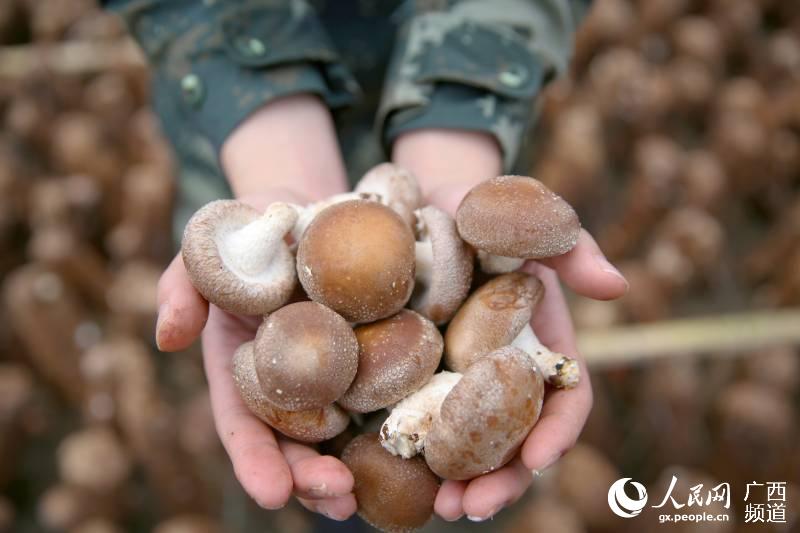 「柳州」广西柳州：武警官兵助力扶贫产业复工复产