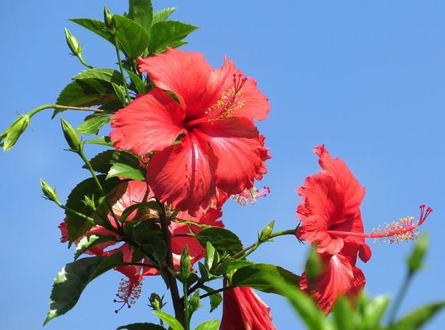 不怕晒的3种喜阳花卉,越晒越是叶色浓绿,花朵艳丽