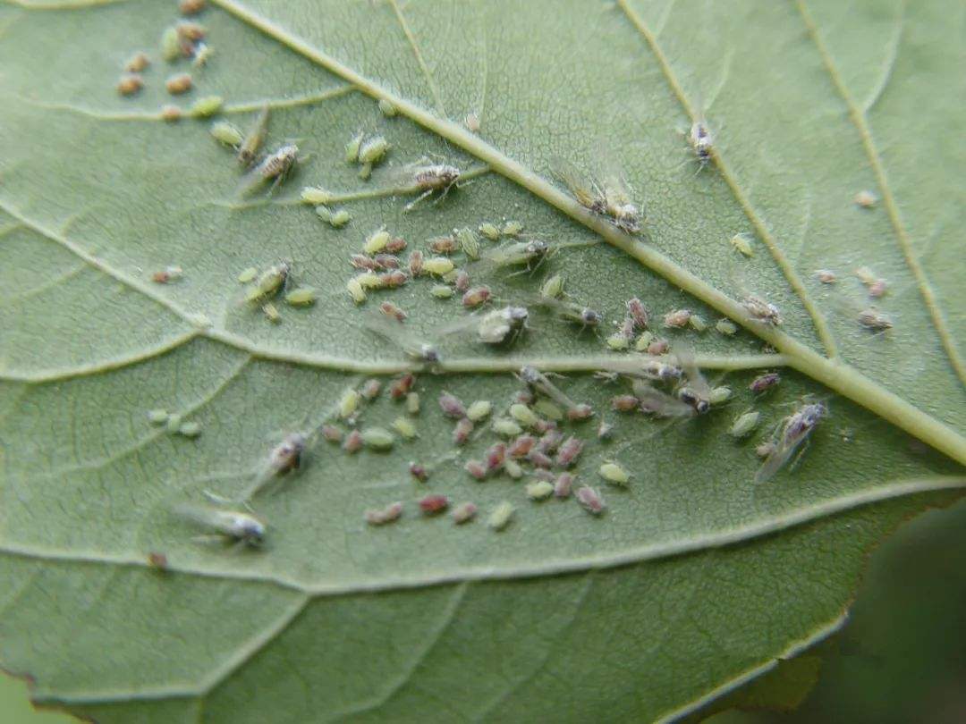 夏季蚜虫大爆发这些防治方法你知道多少