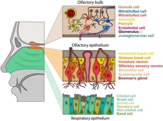科学子刊深度探究新冠病毒如何导致患者出现嗅觉丧失