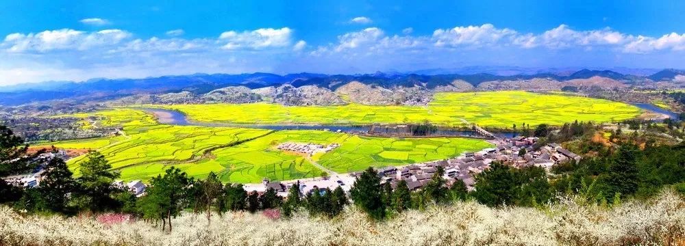 油菜花 贵定音寨 万亩李花盛开 仿佛漫山飞雪.