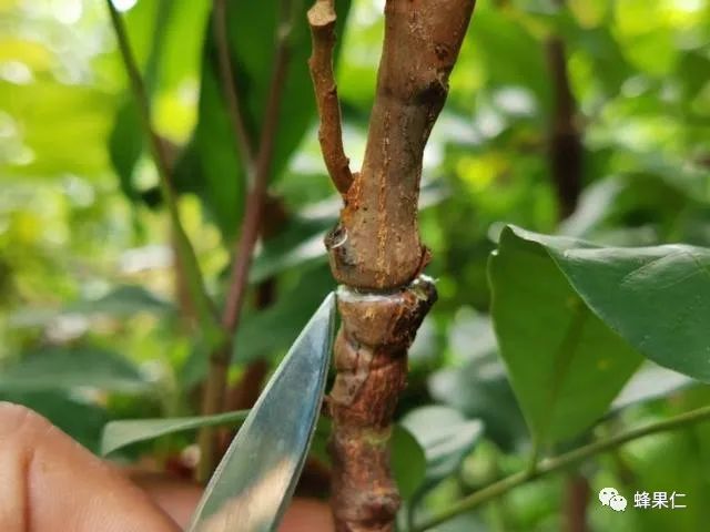 嫁接技術:果樹苗木嫁接處形成樹瘤疙瘩危害大,怎麼辦?