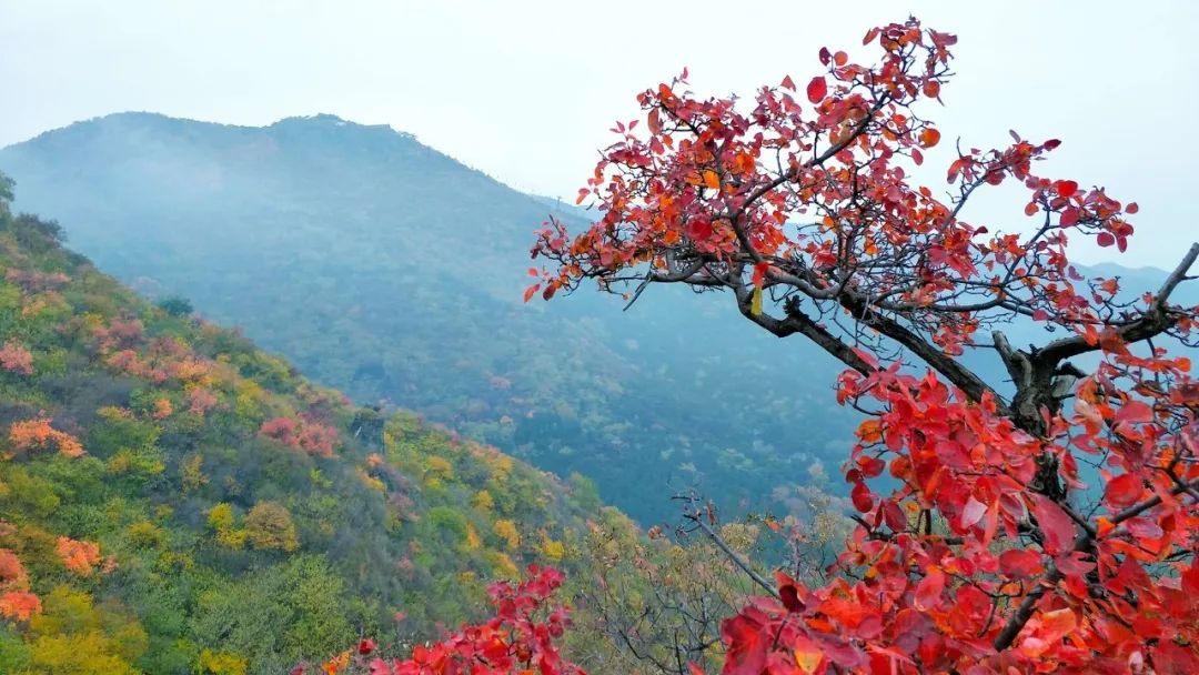 香山红叶 | 帝都良人 / 图虫创意