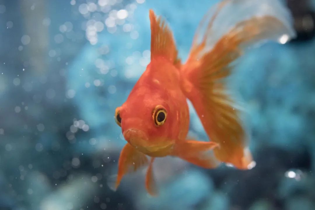 金鱼——睁眼型