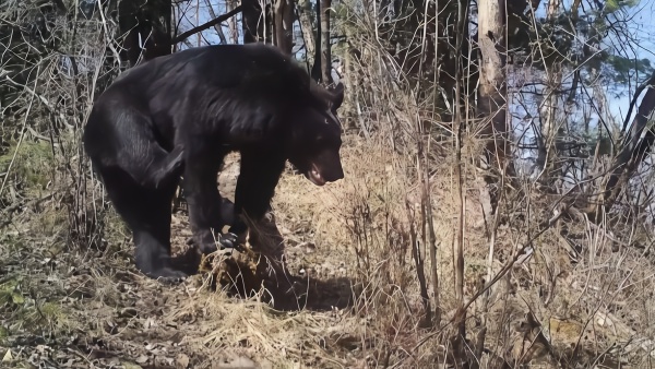 陕西秦岭拍到野生黑熊：镜头前停下挠痒