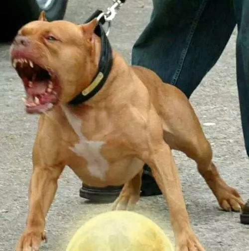 世界上最恐怖的狗 比特犬 凤凰网
