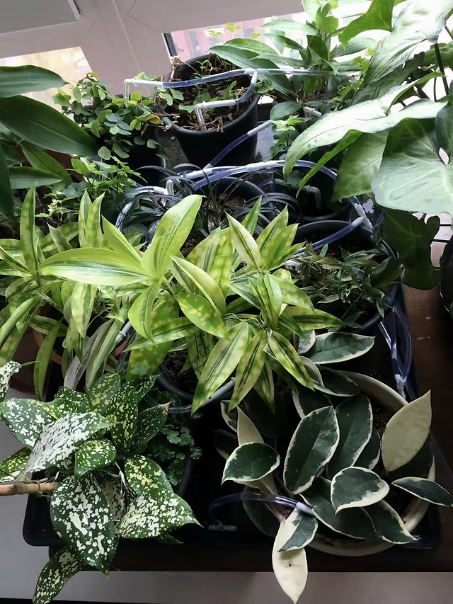 懒人养花 自动 浇水神器 不用自己天天浇水了 赞 凤凰网