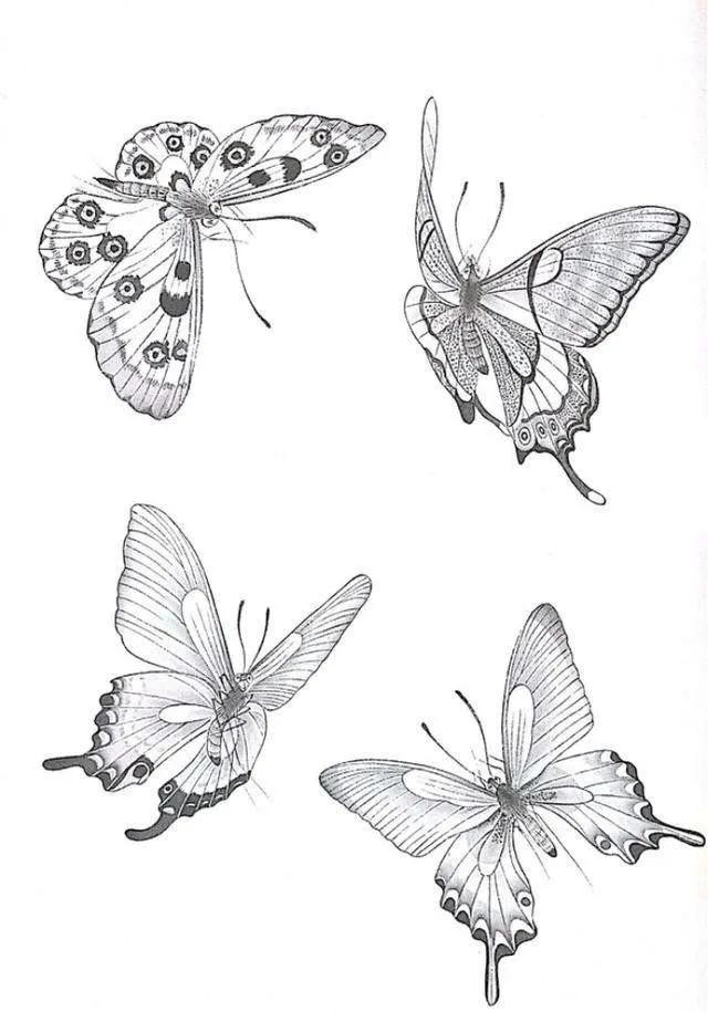 蝴蝶白描图片简单图片