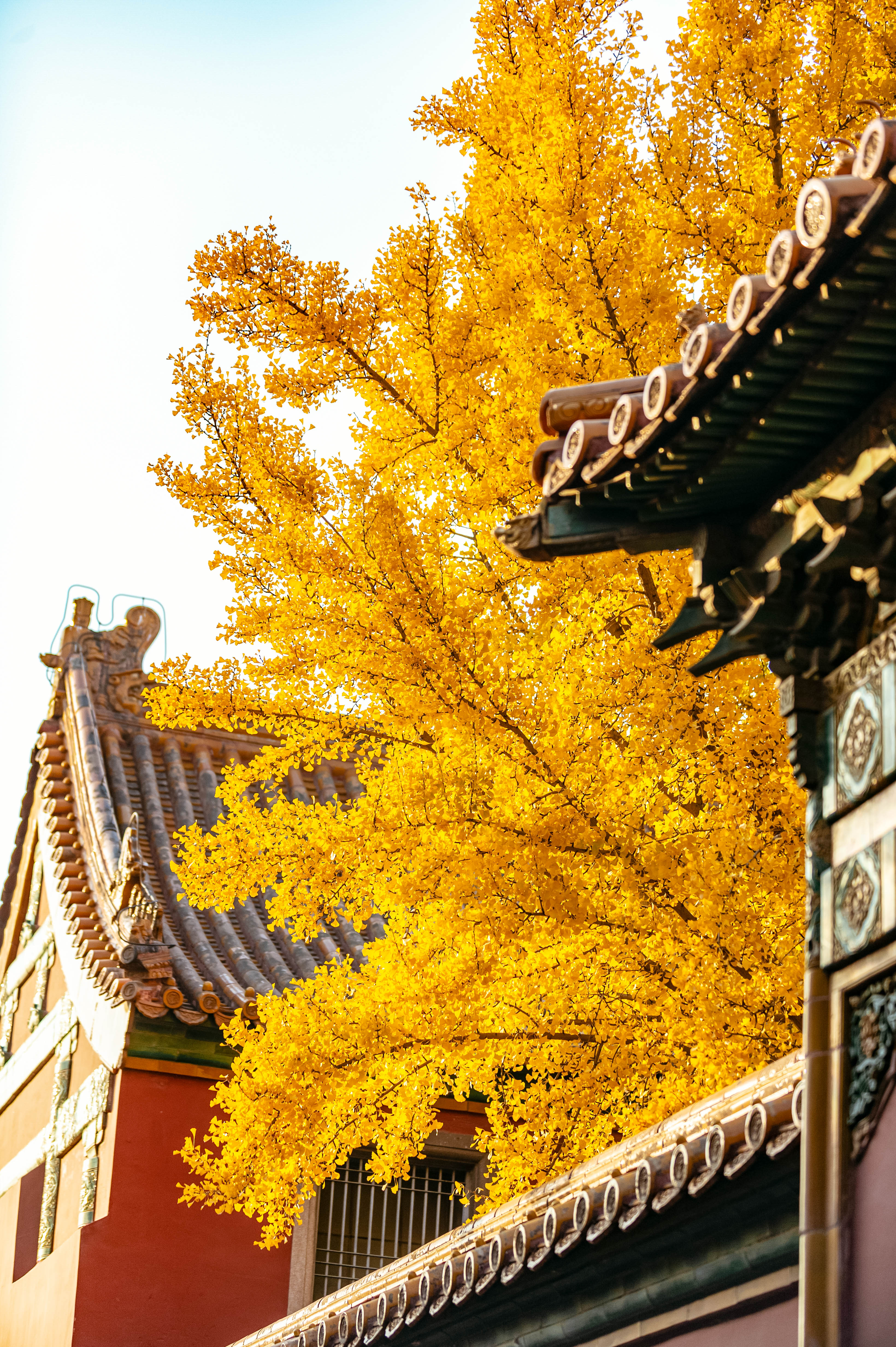 天朗气清,红墙黄叶,故宫的深秋太美了!还有600年大展等你看哦!