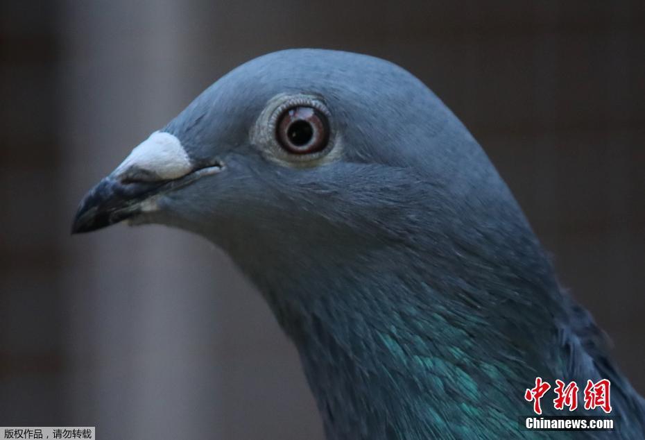 据悉,“新金”只有两岁,2018年开始参加比赛,并赢得了比利时“最佳幼鸟”称号。这家拍卖网站称,此次拍卖将持续到本周日。