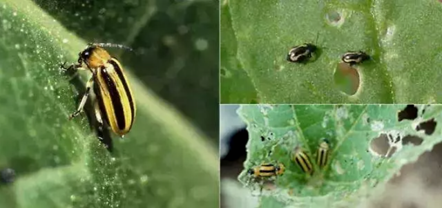 跳甲进入高发期,做好防治尤为重要__凤凰网