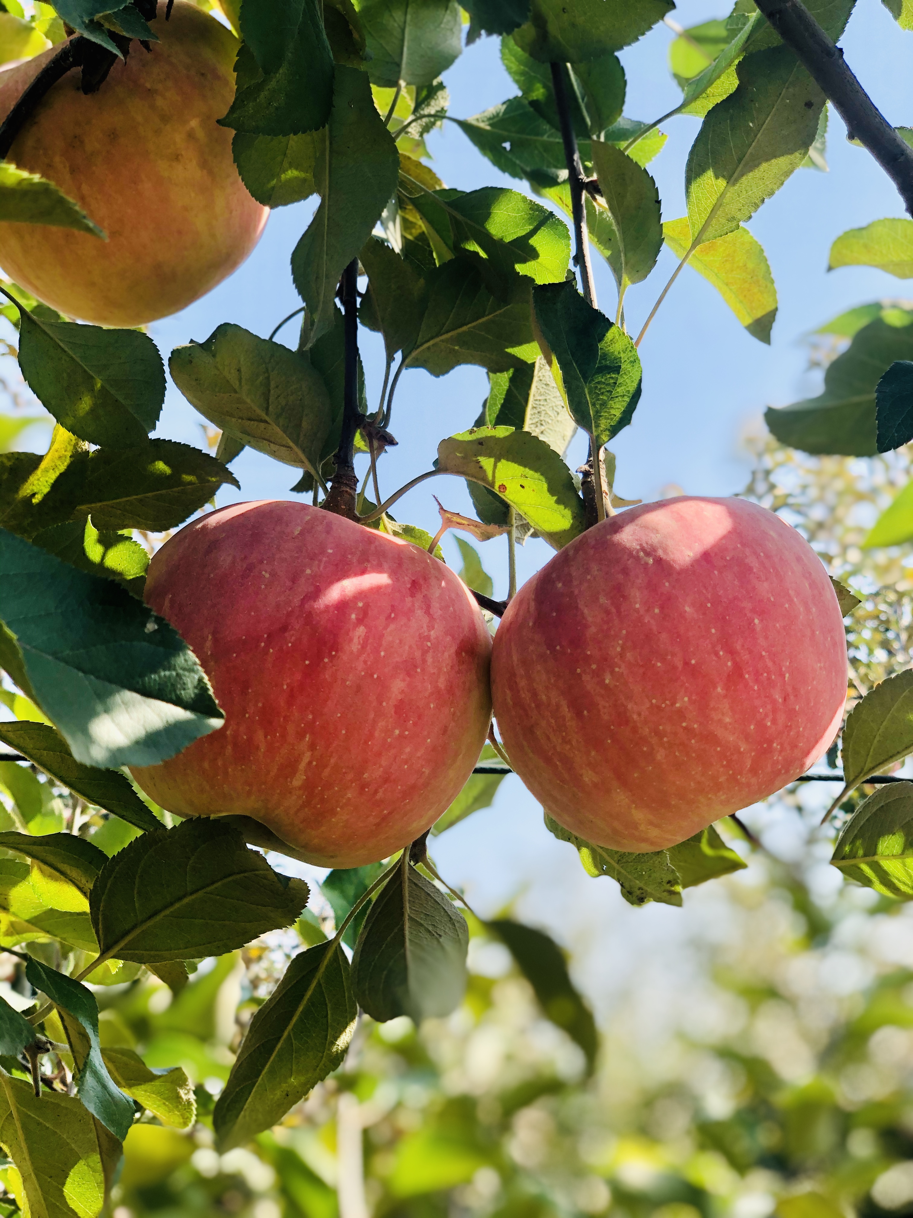 桃林村里寻苹果,北京昌平这一特产,畅销全国的秘密