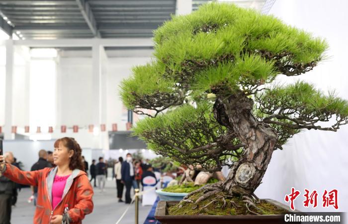 造型别致的盆景。 许丛军 摄