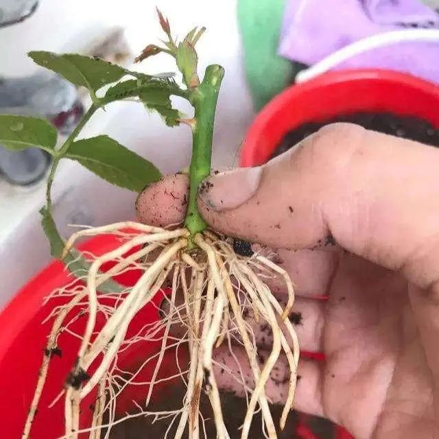 3分钟自制"生根水",换盆,扦插用一点,服盆生根"快1倍"