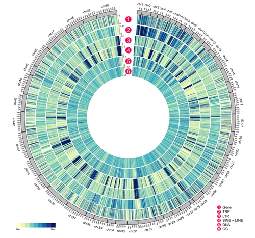 两种重要经济蟹类基因组告破__凤凰网