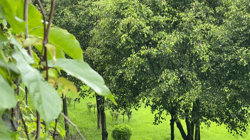 餐厅真的像极了一个"植物美学空间",爬山虎绿,杜鹃花开,一楼有棵高大