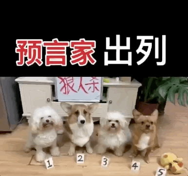 狗生耻辱那只无法无天的网红狗哈尼最近翻车了