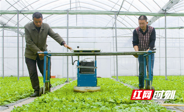 宁乡全市烤烟烟苗本月10日至15日集中移栽