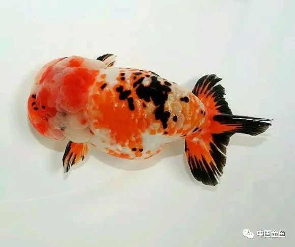 禽兽野兽怪兽猛兽无腿吸金兽