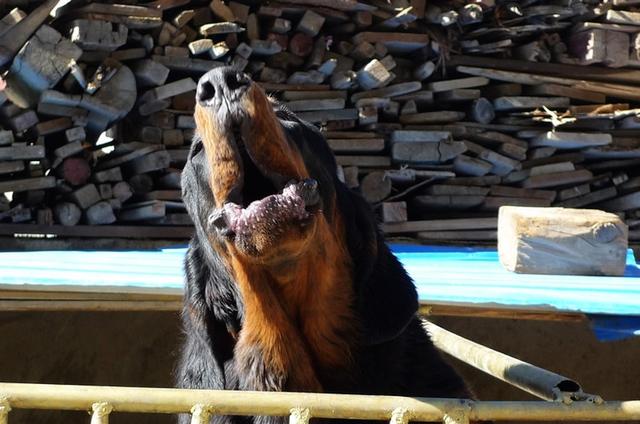 《藏獒》,时隔月余,至今仍对书中描写的主人公獒王虎头雪獒,冈日森格