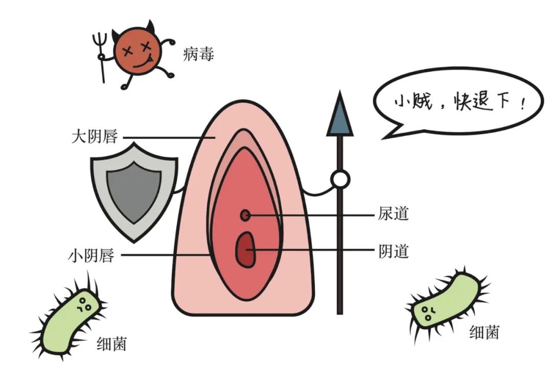 外阴 战斗指数:★★ 女性的外阴处大小阴唇天然闭合,就像阴道口和尿道