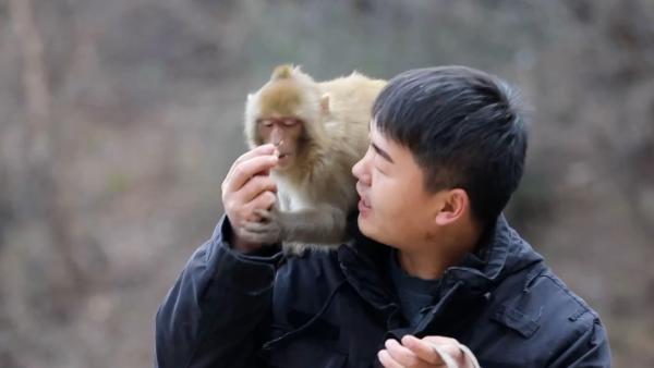 太行山里的猴爸爸