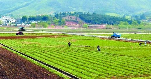 留下一串串四溅的沃泥 犹如仙女散花 莺飞燕舞 蛙鸣声一片 春暖花开