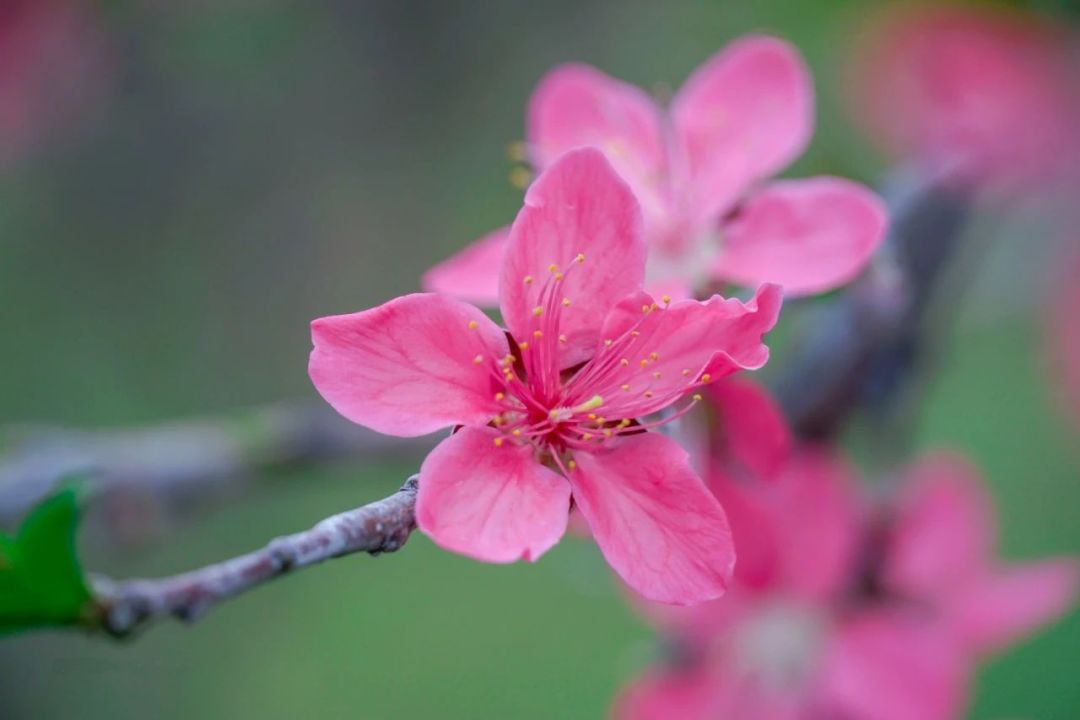如何拍出最美桃花这6个技能你一定要get
