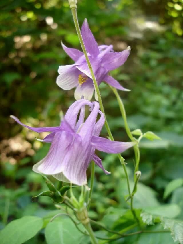 东太行花语牌 | 大花溲疏,华北耧斗菜,延胡索